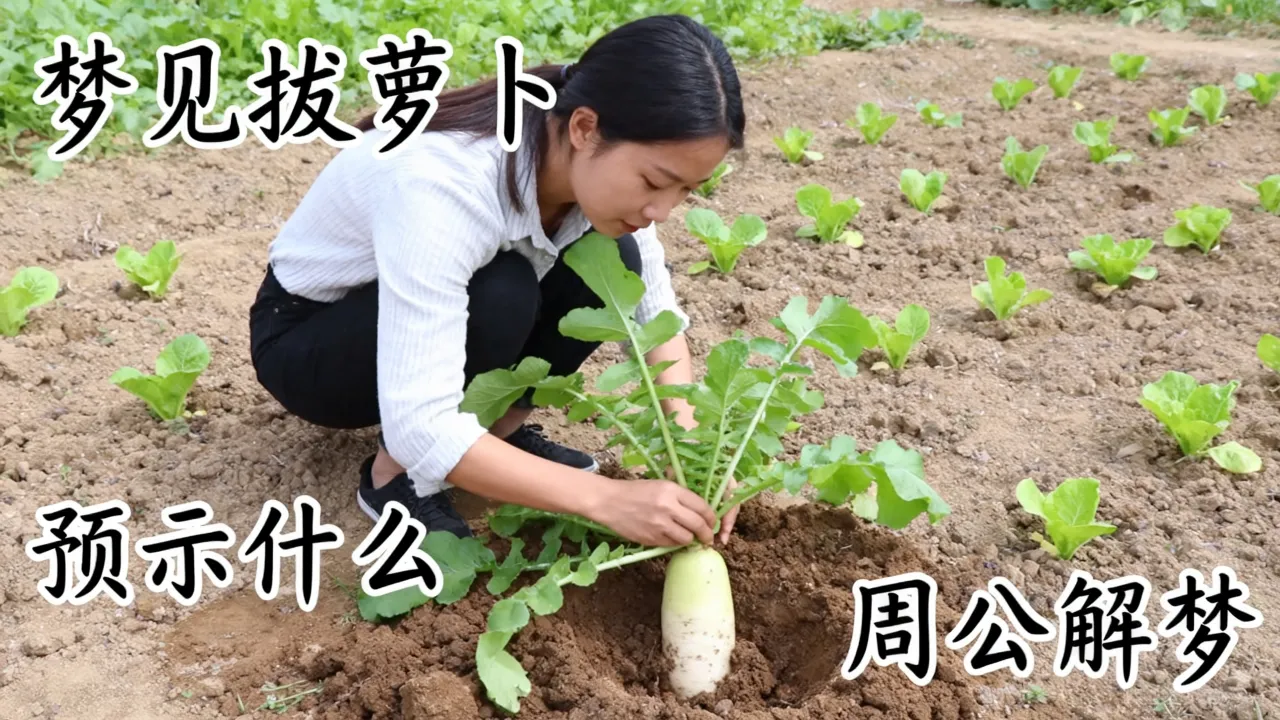 梦到拔萝卜预示什么，梦见拔萝卜是什么预兆周公解梦？