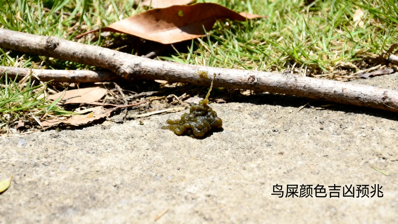 鸟屎颜色怎么定吉凶的，鸟屎颜色吉凶预兆准吗？