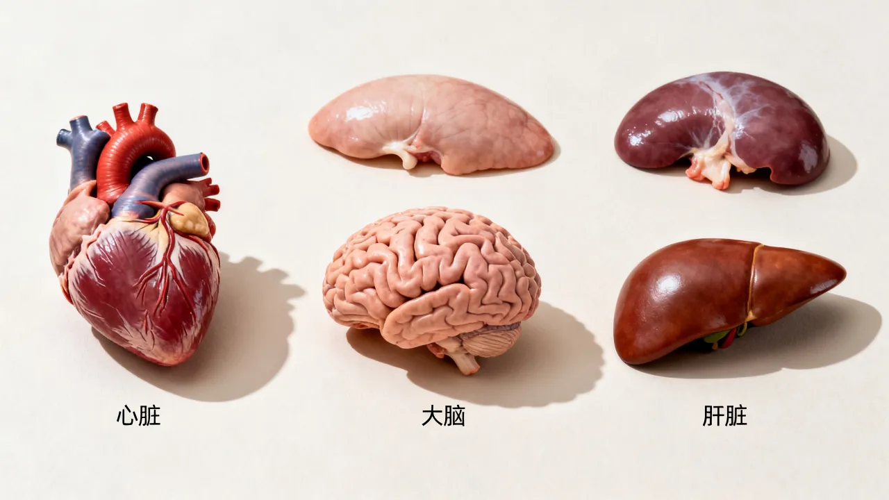 身体器官和命运有什么关系,哪个器官决定人的命运? 身体器官和命运有什么关系,哪个器官决定人的命运?