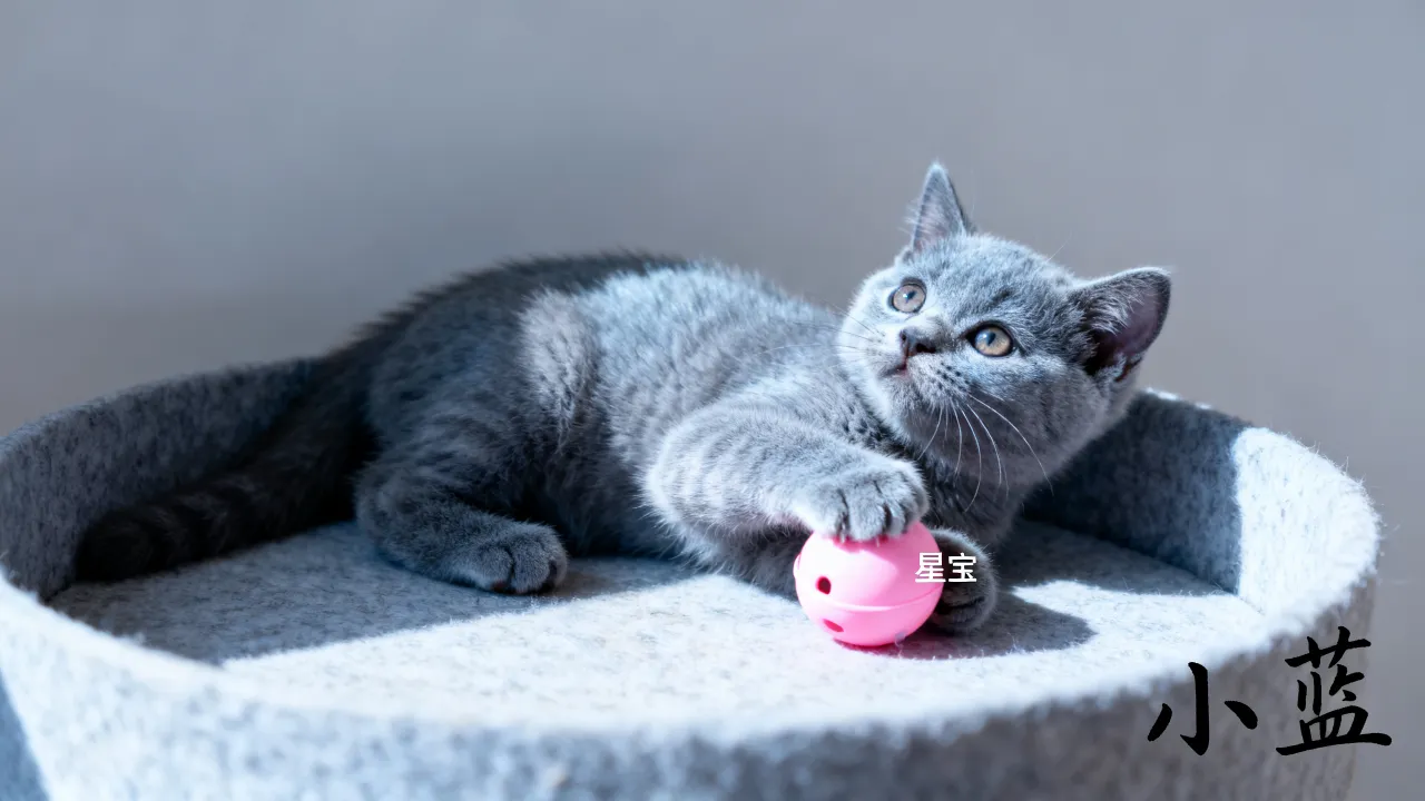 蓝猫宝宝怎么起名？蓝猫幼猫取什么名字好听又吉利？