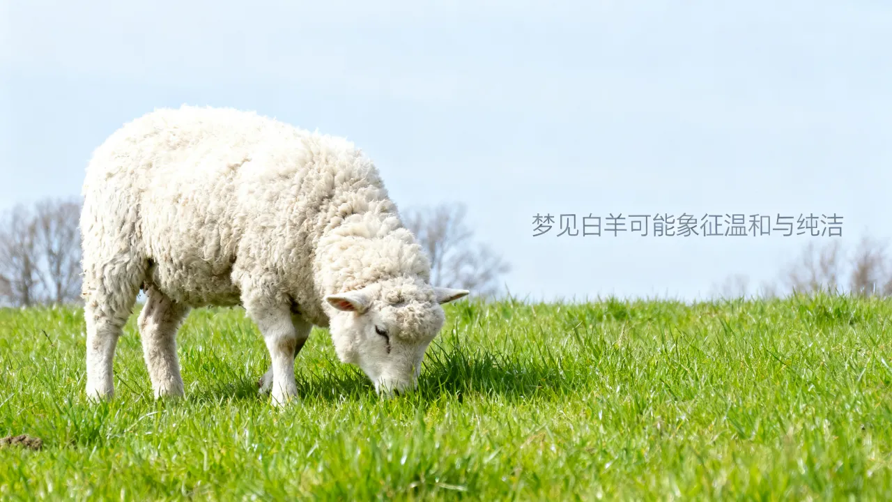 梦见白羊是什么意思?做梦梦到白羊预兆好坏?梦见白羊是吉是凶 梦见白羊是什么意思?做梦梦到白羊预兆好坏?梦见白羊是吉是凶