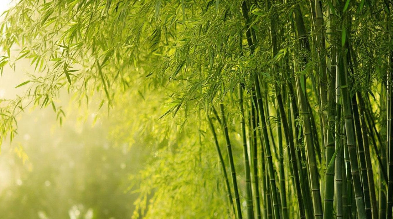 孕妇梦到竹林 孕妇梦到竹林