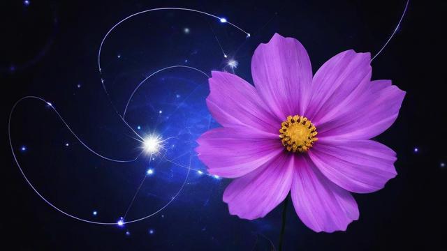 你知道各种花的花语对应哪些星座吗？