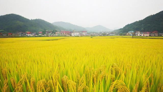 黄子稻的星座是什么？