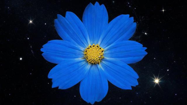 星座花心排行