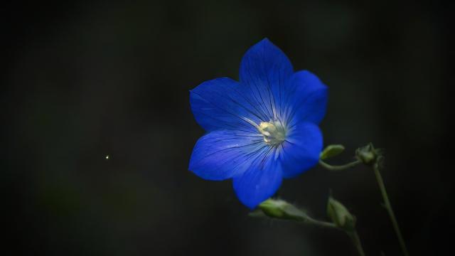 星座与花朵，它们之间存在着怎样神秘的联系？