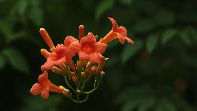 农历六月，哪些花朵在绽放？
