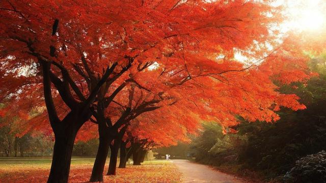 2015年农历11月8日，发生了什么重要事件？