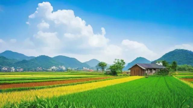 今天农历几月几号农