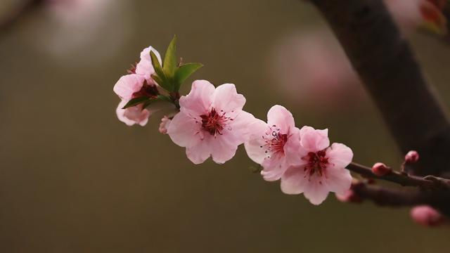 农历三月，为何花儿如此绚烂多彩？