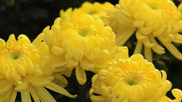 重阳节是农历几月几日？