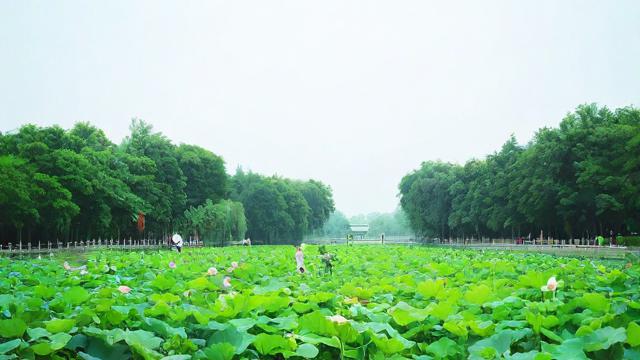 农历六月十八日，这一天有何特殊意义或庆祝活动？