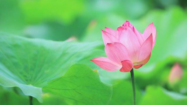 农历6月初八