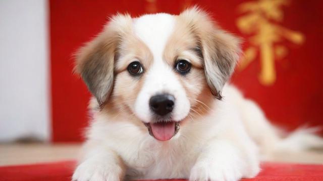 狗与农历三月有何关联？