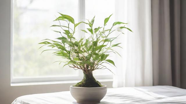 房间摆花有哪些风水讲究？如何摆放才能带来好运？