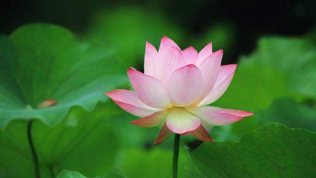 家里养荷花风水好吗