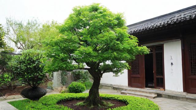 庭院里种什么树对风水最有利？