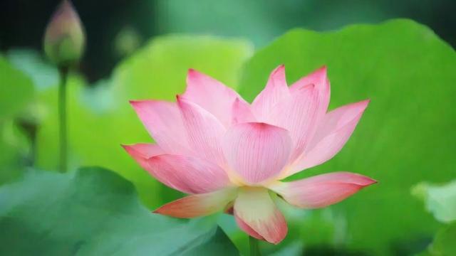 室内养荷花，风水上真的好吗？