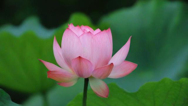 室内养荷花风水好吗
