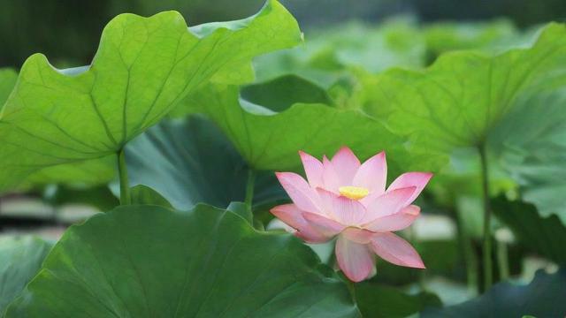 室内养荷花风水好吗