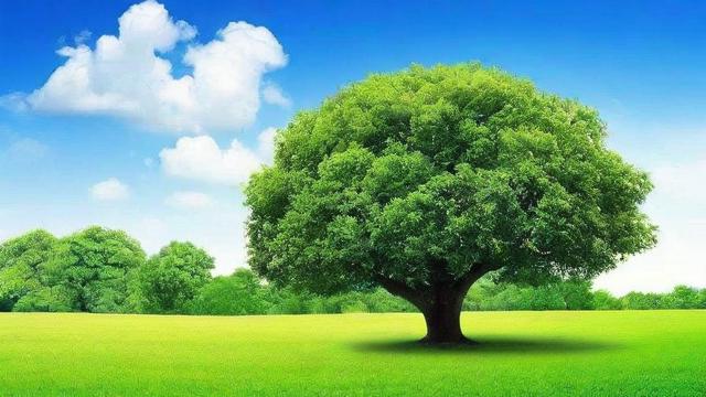 房后种什么树风水好
