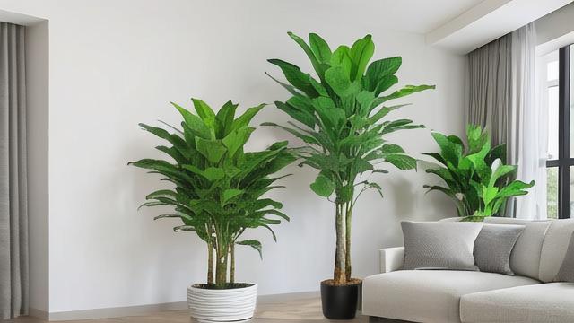 客厅绿植风水学，如何摆放才能带来好运与和谐？