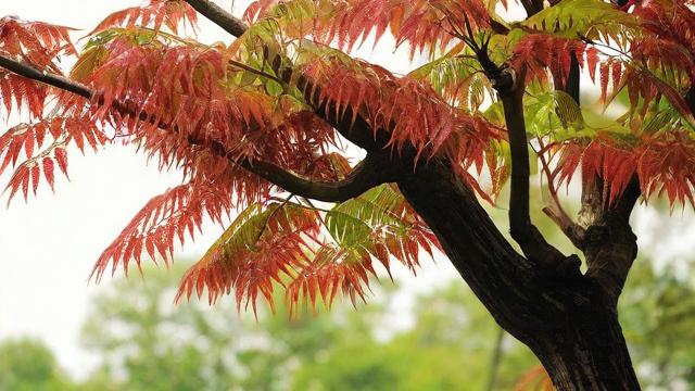 臭椿树与鬼风水之间有何神秘联系？