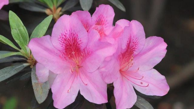 养杜鹃花好对风水