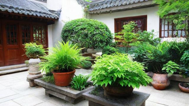 庭院绿植风水