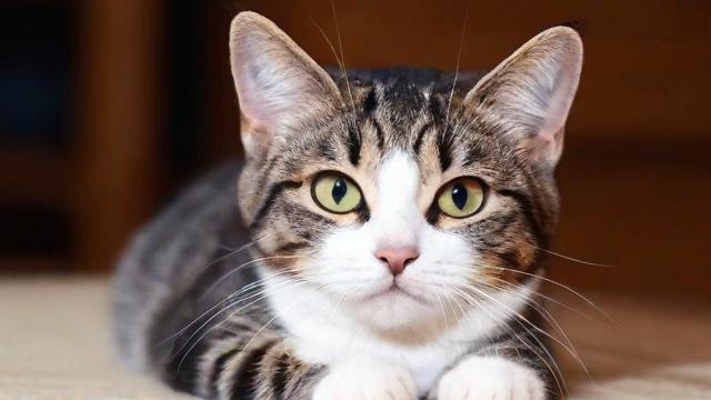 公司养猫是否真的能带来好风水？