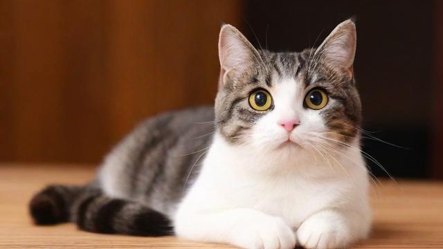 公司养猫风水好不好