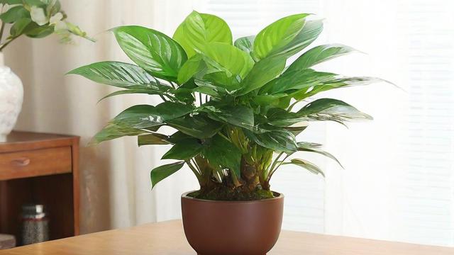 家庭旺财风水植物，你知道哪些？