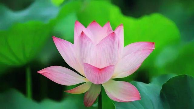 莲花在寓意和象征风水中有何独特之处？