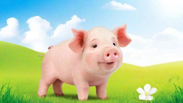 属猪人住房风水和方位