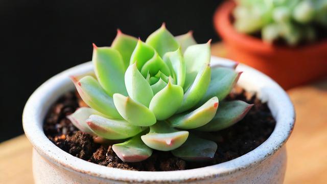 多肉植物与风水学，它们之间有何关联？