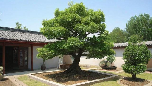 庭院种树有哪些风水禁忌需要注意？