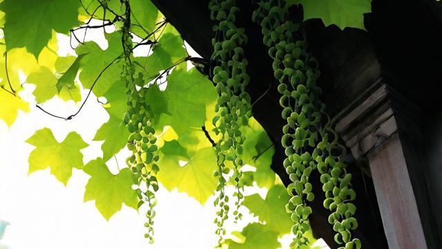 藤蔓植物在风水学中扮演着怎样的角色？