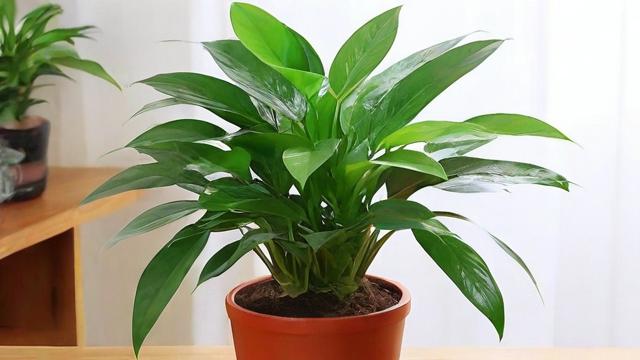 哪些植物被认为对家庭风水有积极影响？