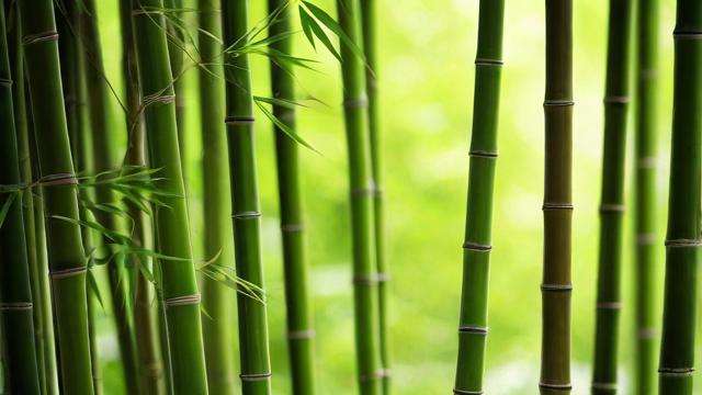 竹子摆放在哪里风水最佳？