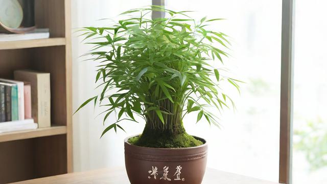文竹在风水摆放中有哪些禁忌需要注意？