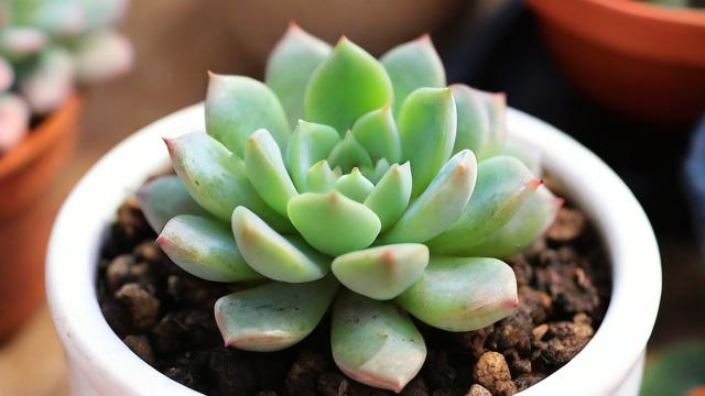 肉肉植物与风水学，如何将它们融入家居装饰？