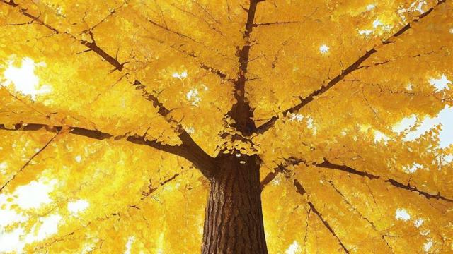 银杏树栽种何处风水更佳？