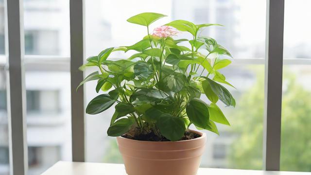 阳台养花有哪些风水禁忌需要注意？