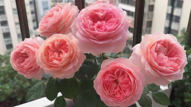 阳台上种植月季花是否会影响家居风水？