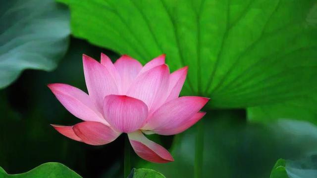少见莲花风水宝地图片，这是哪里的神秘美景？
