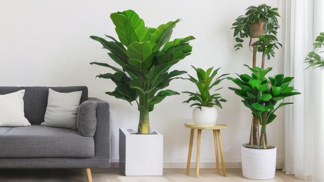 客厅摆植物属相