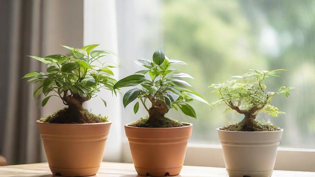 家里多放盆栽运气好吗