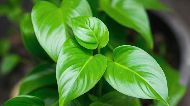 揭秘幸运象征，究竟是哪种植物最能代表好运？