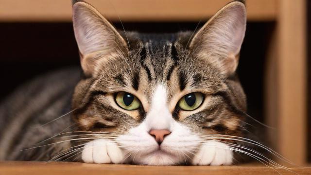 养猫是否真的会导致运气变差？