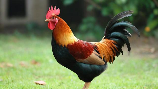 文艺风，今年鸡之运势，究竟会奏响怎样的旋律？，今年鸡运气几何，命运的琴弦将弹奏出何种乐章？，幽默风，嘿！今年鸡的运气到底咋样，不会是走鸡运吧？，今年鸡运气如何？难道是要开启鸡界逆袭之路？，正式风，今年鸡运气究竟如何，能否顺遂前行？，今年鸡的运气状况怎样，值得期待吗？